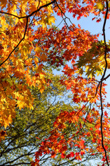 紅葉 もみじ 秋 カラフル 鮮やか オレンジ 美しい
