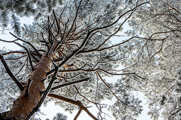Frozen winter forest in the fog. Close up of a snow-covered pine  on a background of a white winter sky, soft focus. Beautiful magic forest