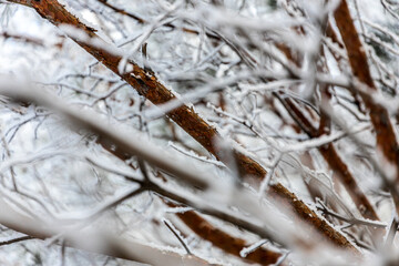 Frozen winter forest in the fog. Close up of a snow-covered tree  on a background of a white winter sky, soft focus. Beautiful magic forest