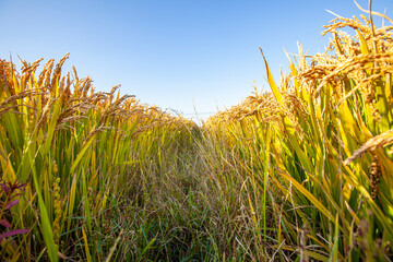 Obraz premium Mature rice in rice field, The rice fields are under the blue sky.