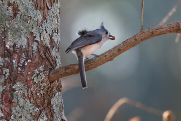 Tufted Titmouse in tree