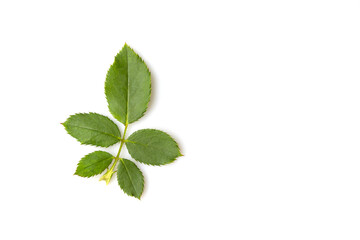 Obraz premium Fresh green rose leaf isolated