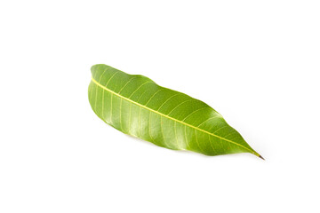 Mango leaf isolated