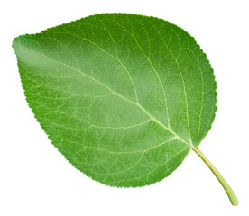Fototapeta premium Apricot leaf isolated on a white background