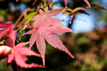 秋 紅葉 もみじ 赤い 葉っぱ 和風 赤い 落ち着いた