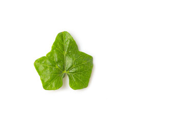 Coccinia grandis Voigt leave isolated