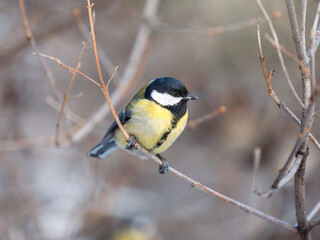 Cute bird Great tit, songbird sitting on a branch without leaves in the autumn or winter.