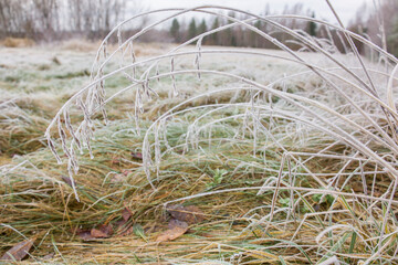 Froze lush green grass with ice crystals on natural blurry background. Natural landscape in winter. Fog with tender bokeh. Close-up, copy space