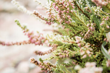Bright colorful blooming heather Calluna vulgaris with ice crystals. Beautiful soft atmospheric background in pastel light colors. Natural white heather flowers, selective focus.