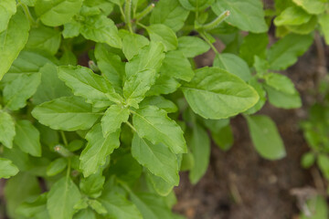 Basil is growing in the garden.