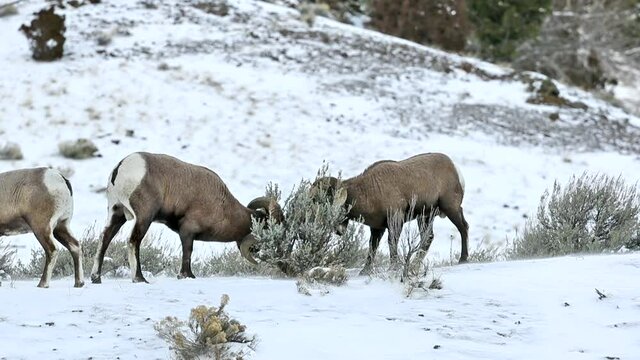 Bighorn Sheep adult males, rams in winter sparring, winter, snow
