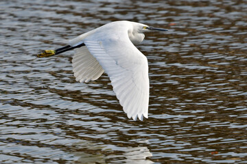 鳥, 白鷺, 水, 自然, 野生生物, 鷺, 湖,フライング, フライト, 