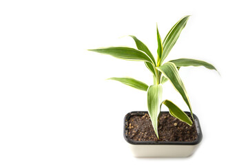 Quan Yin Bamboo Tree on