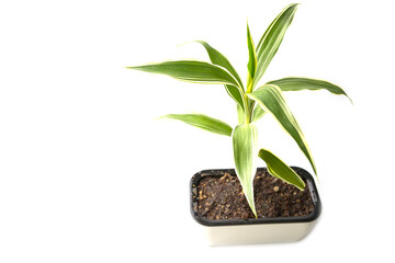 Quan Yin Bamboo Tree on