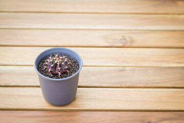 Fototapeta na wymiar Gymnocalycium cactus in pot