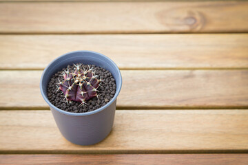 Gymnocalycium cactus in pot