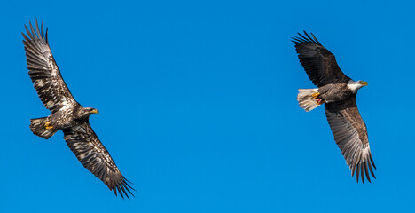 Two Bald Eagles chase each other through the sky in Coeur d'Alene, Idaho