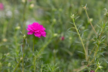 Obraz premium This little pink flower, Little Hogweed plant is used as soil cover plant