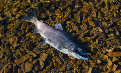 Male Kokanee Salmon dead after spawning in Coeur d'Alene, Idaho