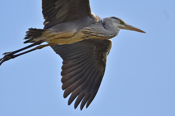フライング, 空, フライト,アオサギ,青鷺