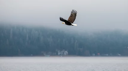 Fototapeten Bald Eagle flying over the water on a winter day in Coeur d'Alene, Idaho © Evan
