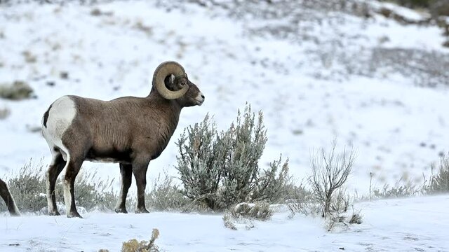 Bighorn Sheep adult males, rams, in winter sparring, snow and winter