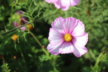 Obraz premium コスモス 白い ピンク 秋桜 花 花畑 花びら 美しい キレイ 鮮やか