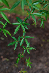 rose leaves