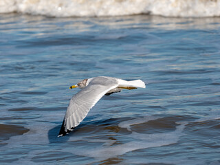 Fototapeta na wymiar Seagull flying along the water