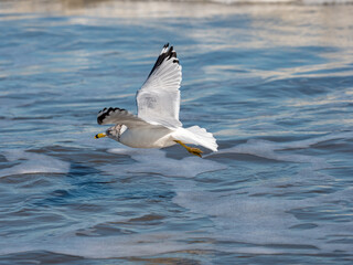 Seagull flying along the water