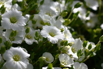 Bright summer sunny day after a rain. It is dazzling white damp flowers of a carnation merge a continuous background. Play of light and shadow.