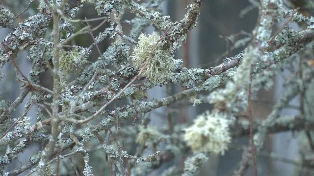 Moss on the forest branches. Gray moss grows high on a tree branch. Tree branches covered with lichen close-up. Dry trees covered with gray moss and lichen in the forest. disease of the tree.
