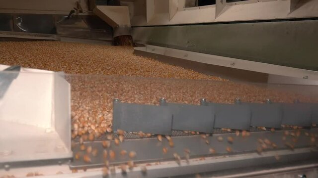 Corn seeds calibration and sorting. Dent corn seeds flow. Free fall sorting machine.
