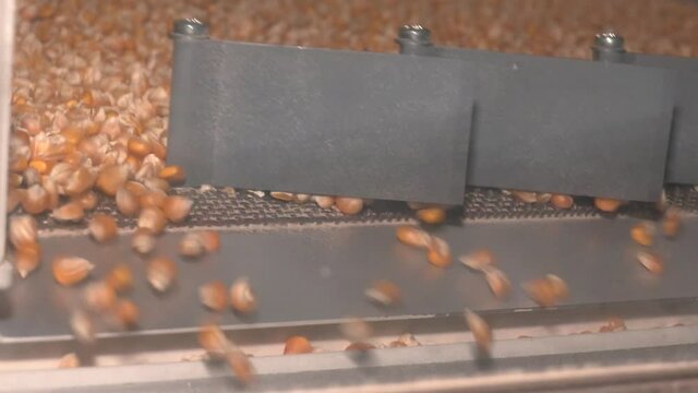 Dent corn grains on seeds separator shaker for cereals. Dent corn seeds flow. Free fall sorting machine. 
