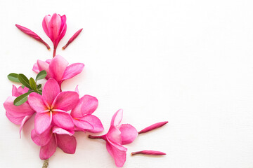 pink flowers frangipani local flora of asia arrangement flat lay postcard style on background white
