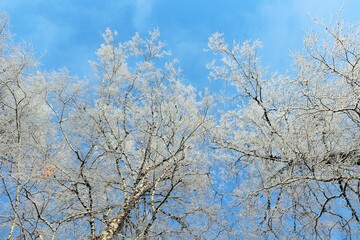 Winter snow covered trees covered with hoarfrost against blue sky