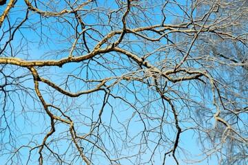 Winter tree branches in the snow on a blue sky background