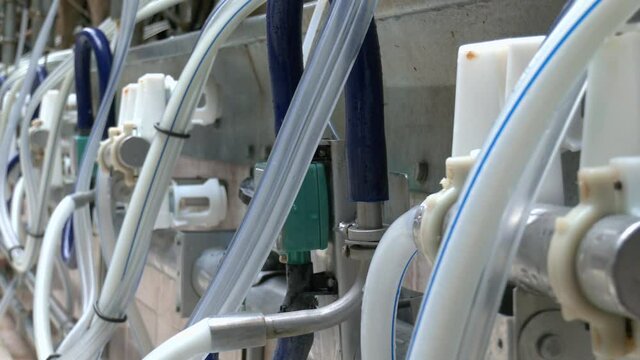 New suction Milking Machines installed on farm. Cow in a computerized milking machine.  Workshop of dairy farm with equpment for milking cows
