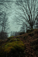 Obraz premium 霧に包まれた山