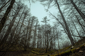 Obraz premium 霧に包まれた山の木々