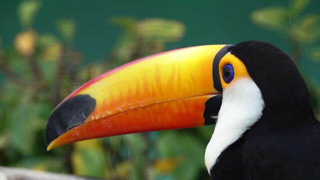 Exotic Toco Toucan (Ramphastos toco) bird close-up portrait, 4k