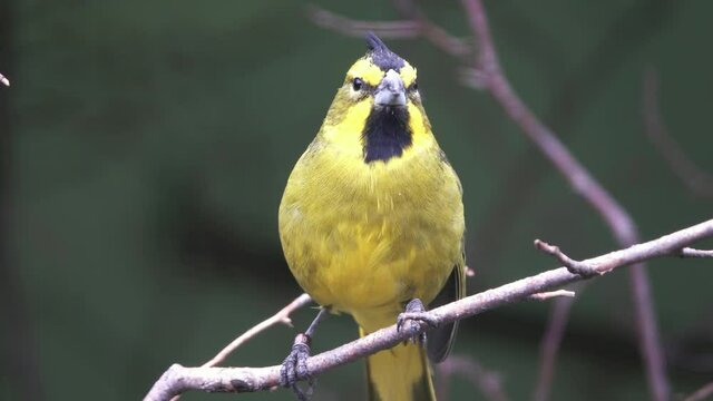 Yellow Cardinal bird (Gubernatrix cristata) on branch, 4k