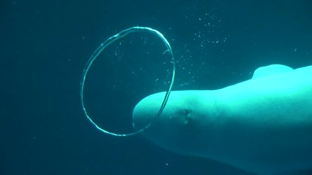 バブルリングを作るシロイルカ 鯨 ベルーガ 4K  クローズアップ  全身