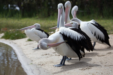 The Australian pelican is a large waterbird and is widespread on the inland and coastal waters of Australia. It is a predominantly white bird with black wings and a pink bill.