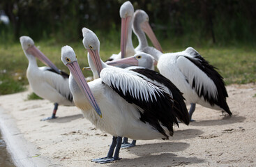 The Australian pelican is a large waterbird and is widespread on the inland and coastal waters of Australia. It is a predominantly white bird with black wings and a pink bill.