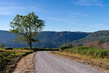 rocky road on hill with growing green leaf tree on sideway at Phu Lom Lo, Thailand, rural transportation 