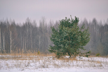 Winter landscape with a lonely pine tree in a white snowy field against the background of a dark forest in the distance.