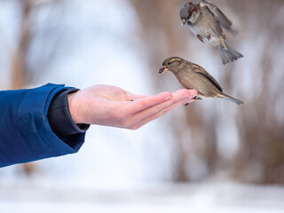 A man feeds sparrows from his hand.