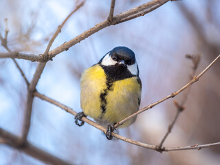 Fototapeta premium Cute bird Great tit, songbird sitting on a branch without leaves in the autumn or winter.