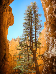 Autumn afternoon at Bryce Canyon, Wasatch mountains, southern Utah